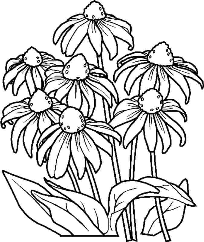 Desenhos de flores para colorir