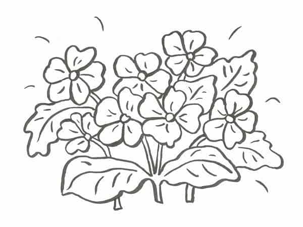 Desenhos de flores para colorir