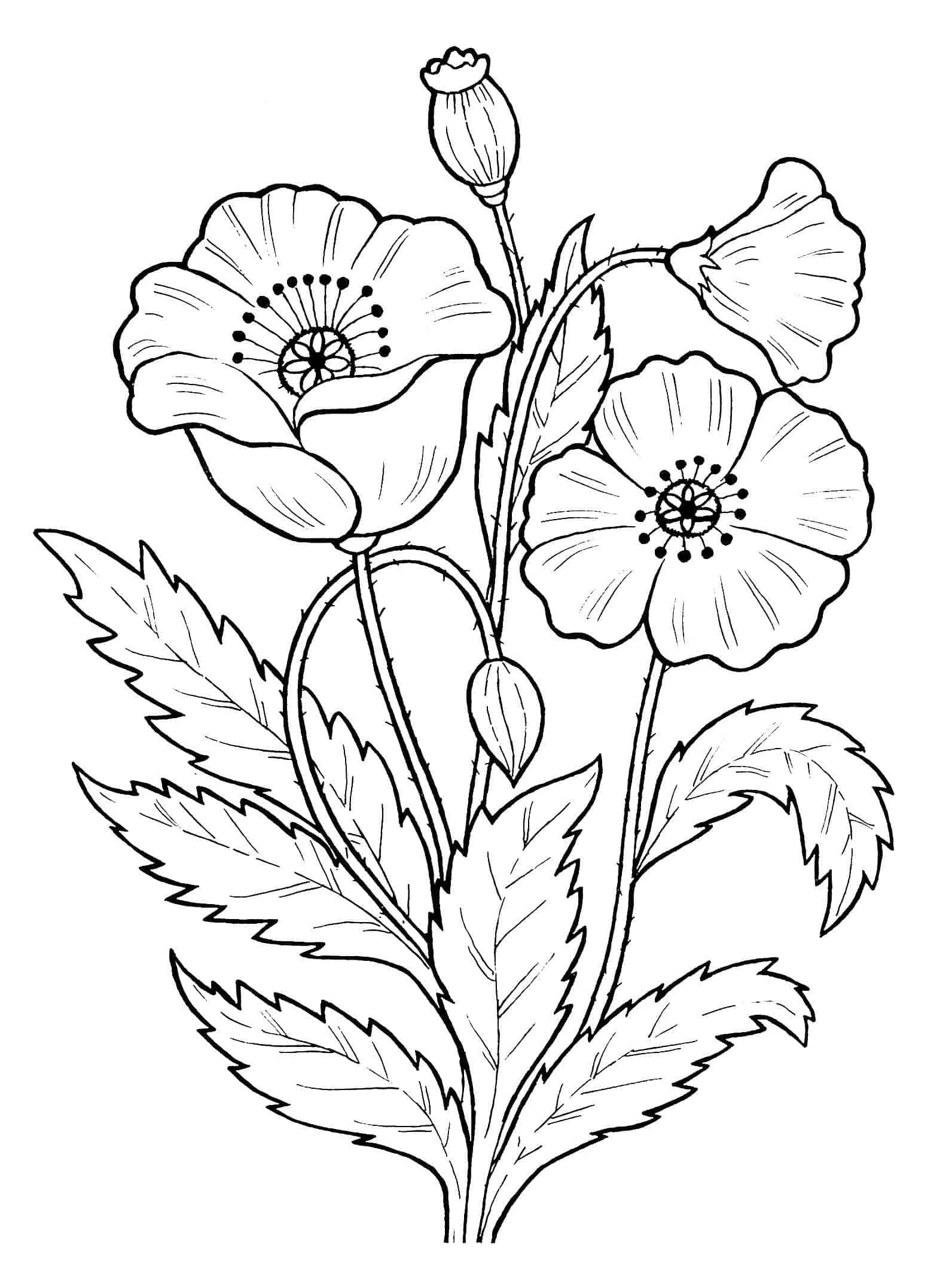 Desenhos de flores para colorir