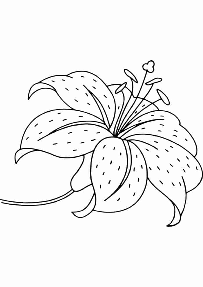 Desenhos de flores para colorir