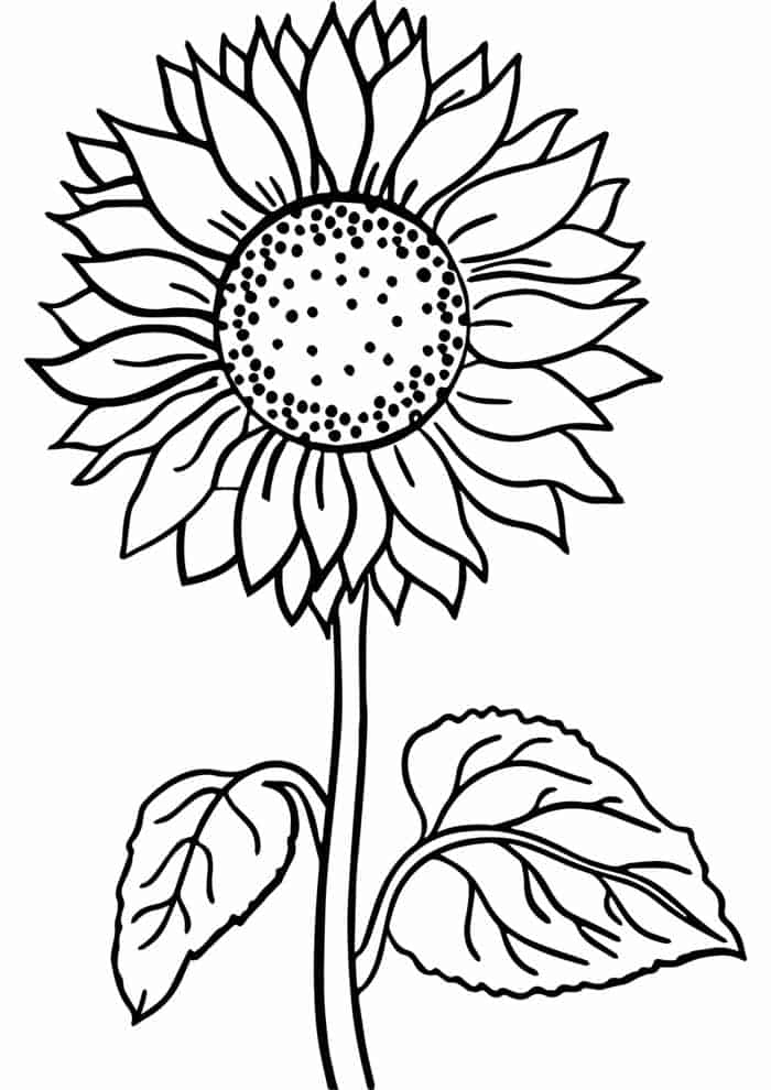 Desenhos de flores para colorir