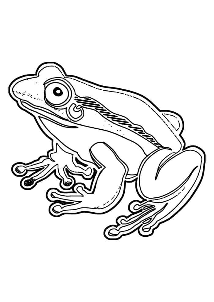 Sapo para colorir
