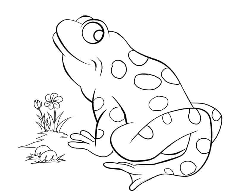 Sapo para colorir