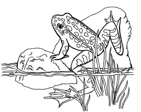 Sapo para colorir