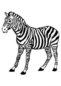 Zebra para colorir