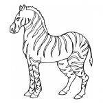 Zebra para colorir