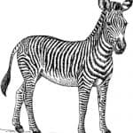 Zebra para colorir