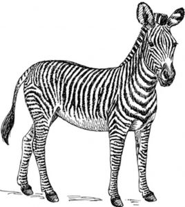 Zebra para colorir