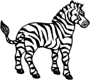 Zebra para colorir