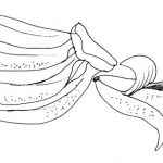 Desenhos de banana para colorir