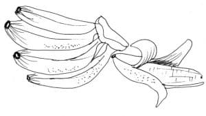 Desenhos de banana para colorir