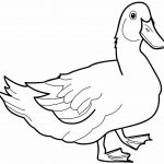 Desenhos de pato para imprimir e colorir