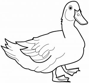 Desenhos de pato para imprimir e colorir