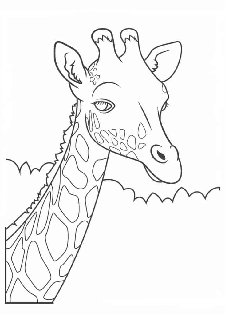 Girafa para colorir