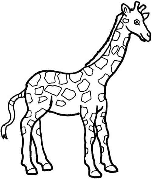 Girafa para colorir