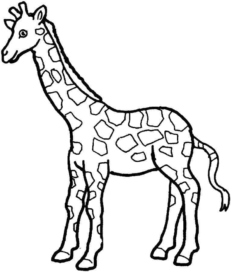 Girafa para colorir