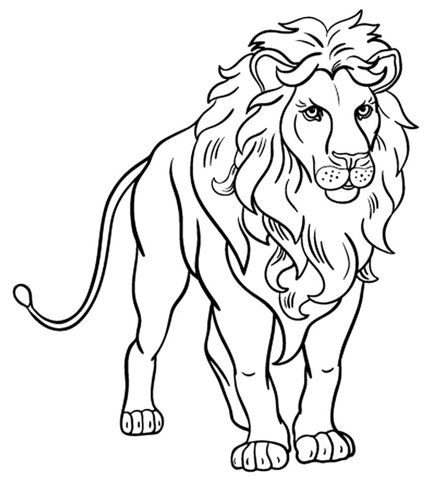 Leão para colorir
