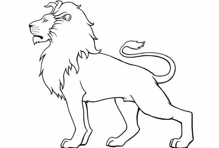 Leão para colorir
