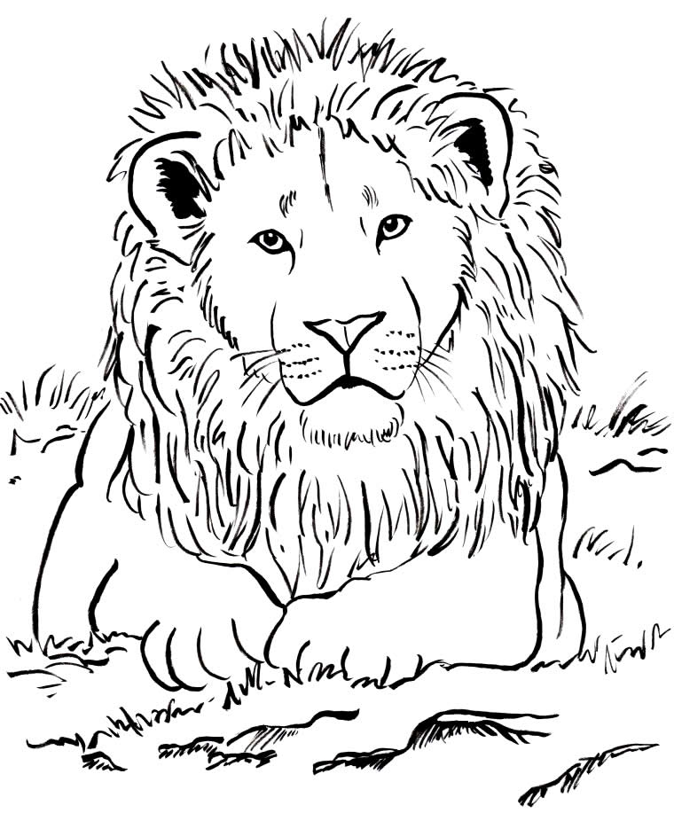 Leão para colorir