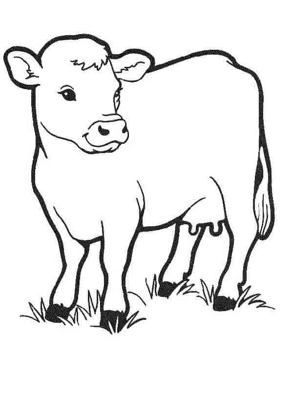 Desenhos de vacas para colorir