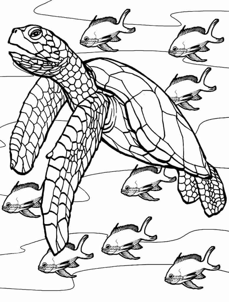 Tartaruga para imprimir e colorir