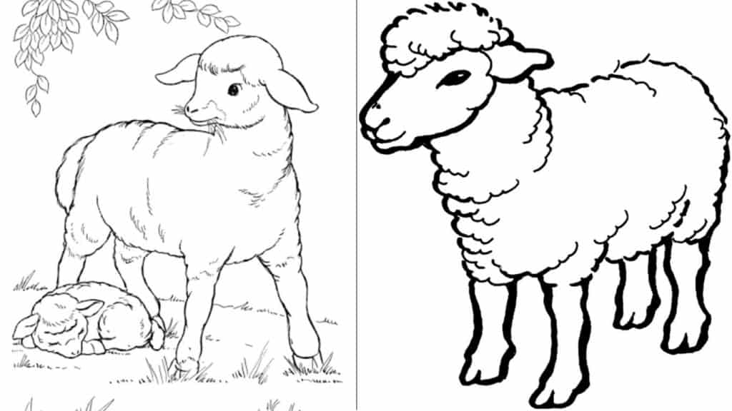 Desenhos de ovelha para colorir