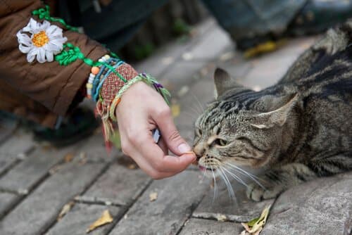 Como ganhar a confiança de um gato