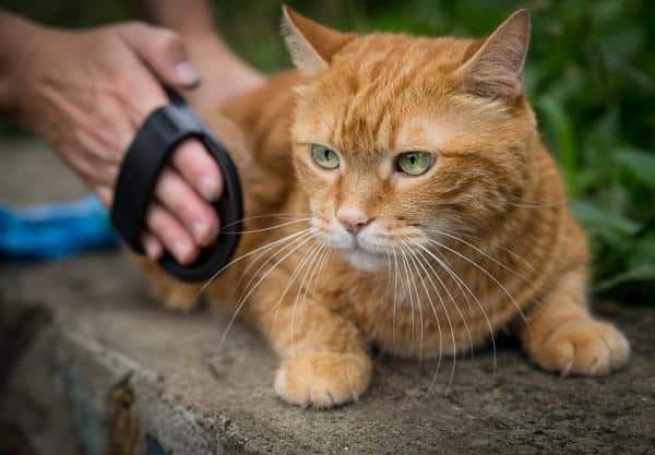 Como ganhar a confiança de um gato