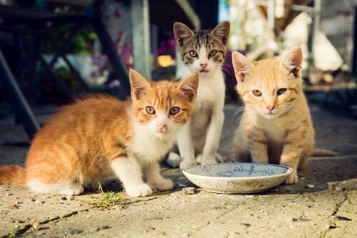 Como ganhar a confiança de um gato