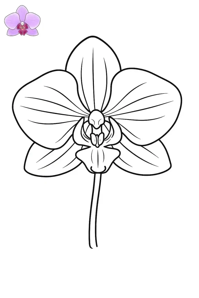 Orquídea para colorir